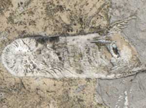 fossil